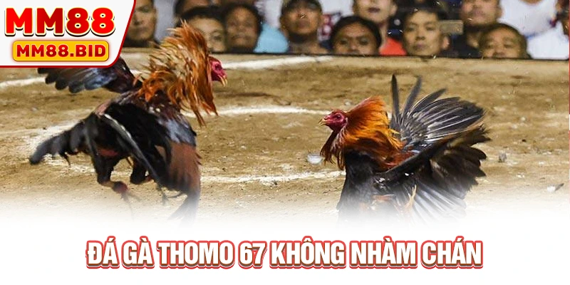Đá gà Thomo 67 không nhàm chán